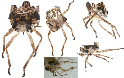 Pentatoma rufipes